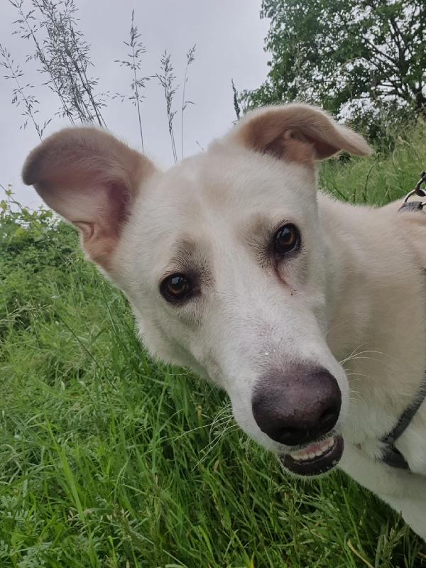 Oliver taglia grande, va d’accordo con cani e gatti Foto 8